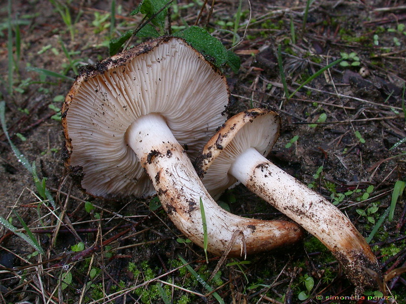 Funghi delle dune e retrodune...